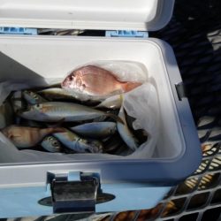 アジのサイズが少し大きくなってきました（下関フィッシングパーク）